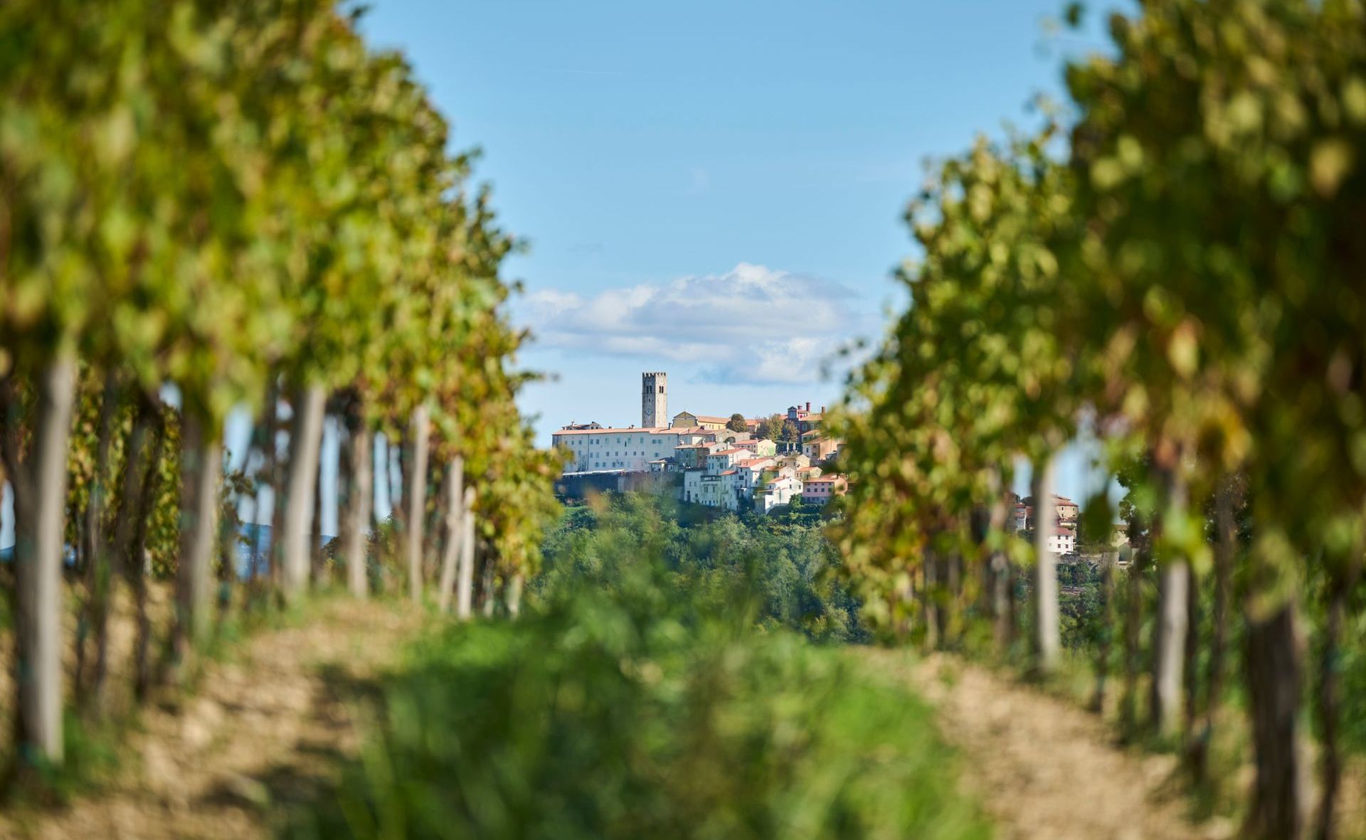 Teran Wine & Walk Motovun 2026