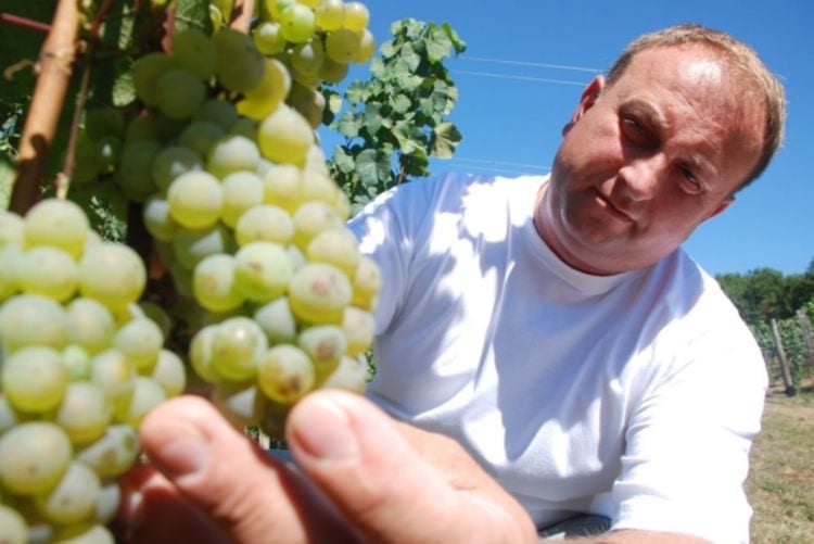 Vinarija Podrumi Banjalučke biskupije