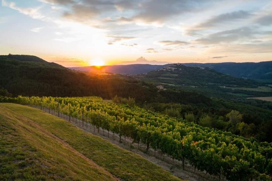 Vinarija Bertoša