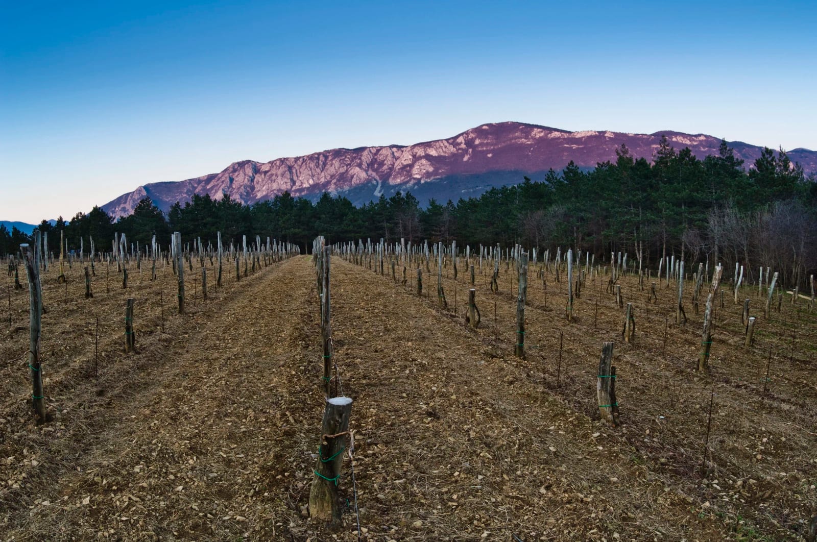 Vinarija Burja