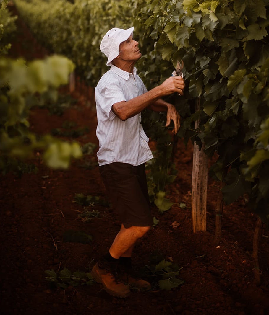 Vinarija Deklić