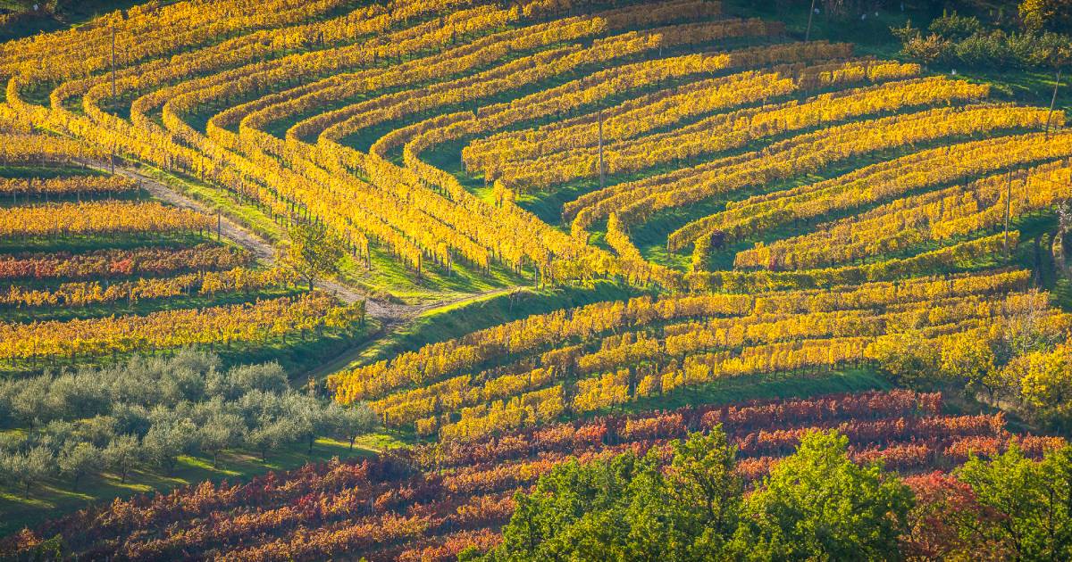 Vinarija Klet Brda