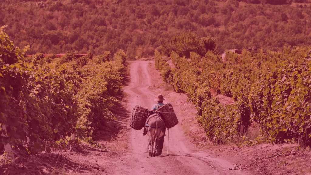 Vinarija Tikveš