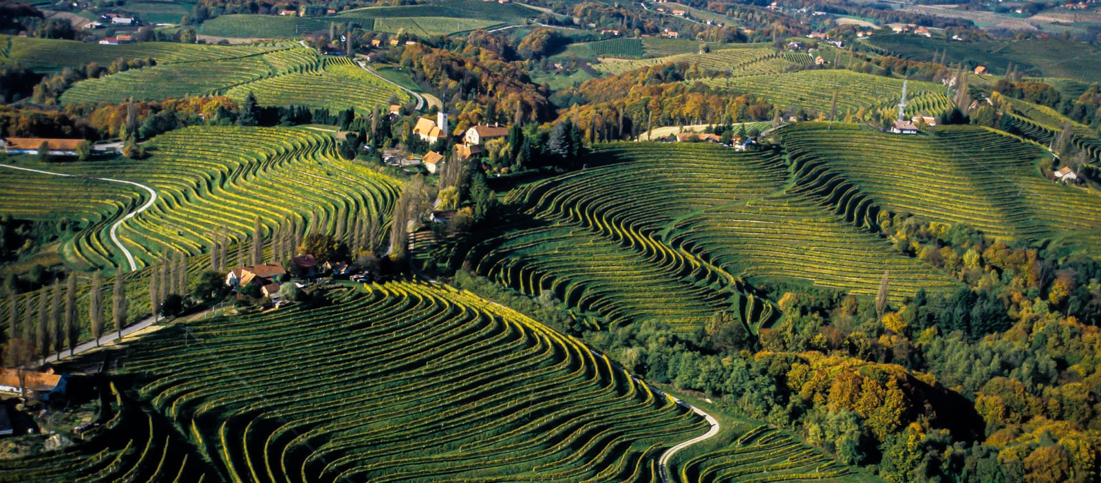 Vinarija Verus