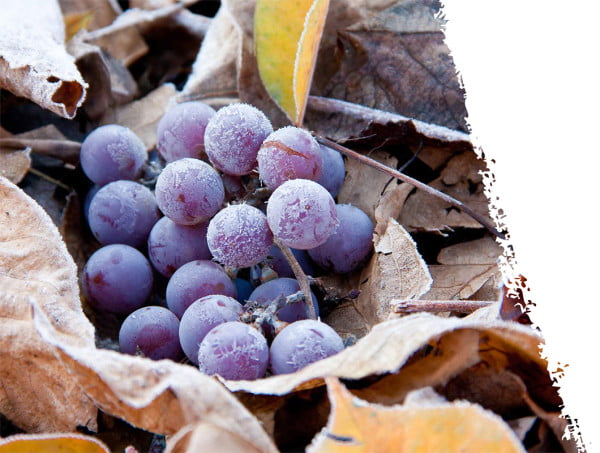Vinarija Vino Župa