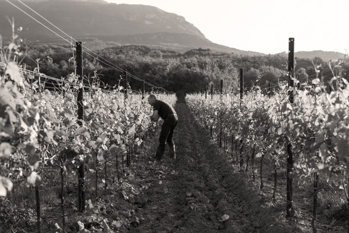 Vinarija T.I.L.I.A Estate