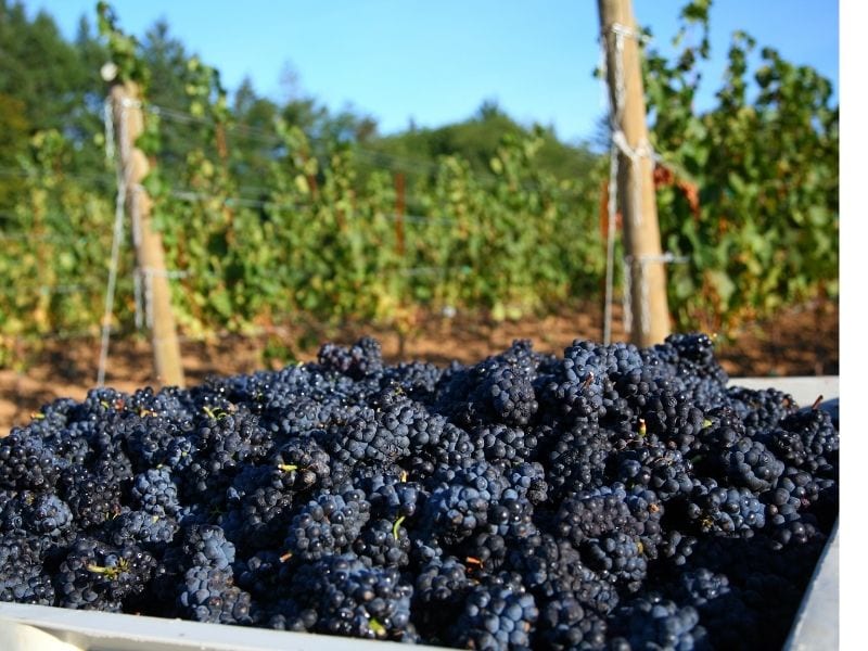 Pinot Noir Berba
