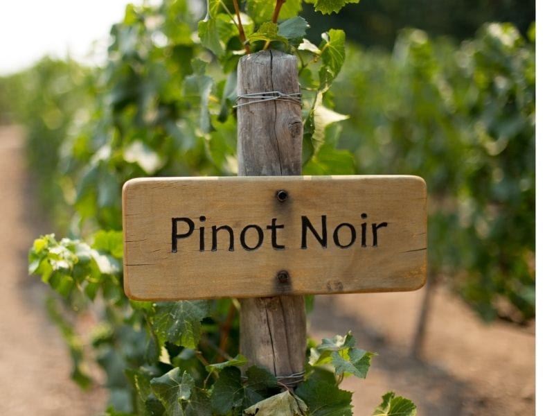 Pinot Noir Vinograd