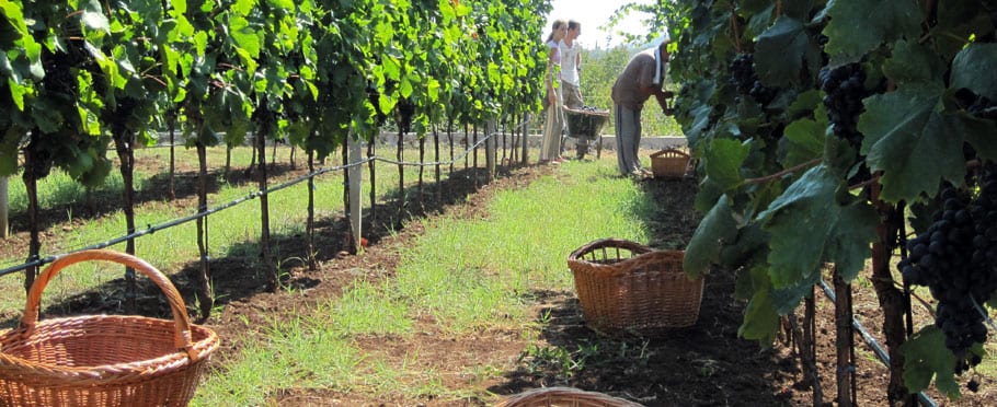 Vinarija Rupice