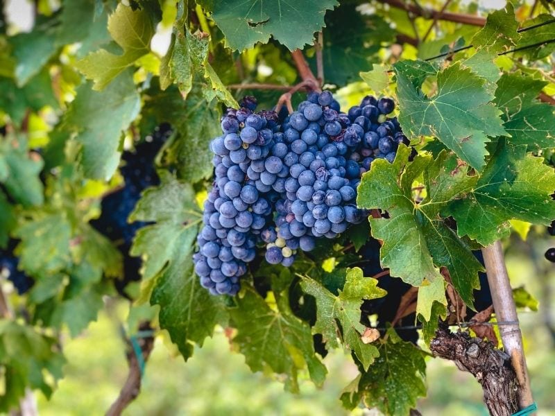 Sangiovese