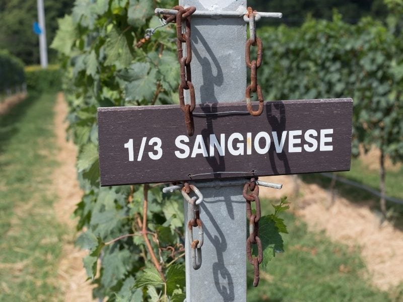 Sangiovese Grozdje