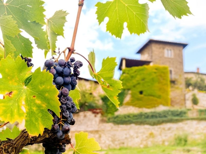 Sangiovese Grozdje