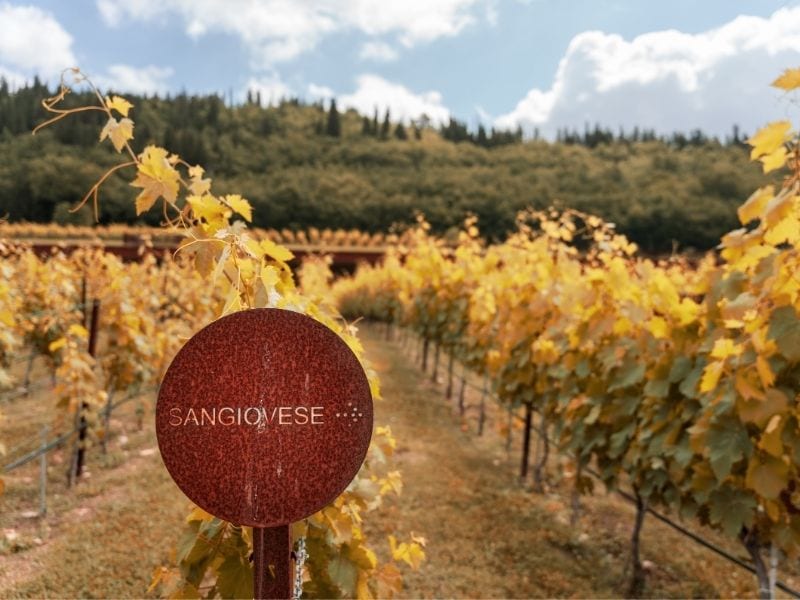 Sangiovese Grozdje