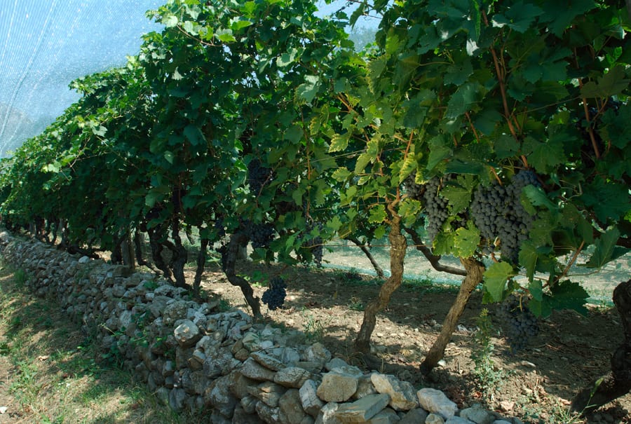Vinarija Sjekloća