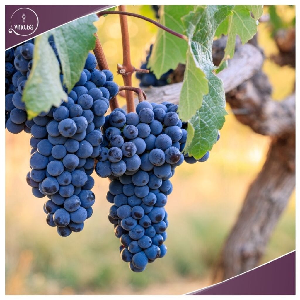 Cabernet Franc