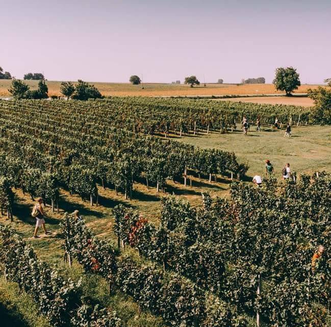 Vinarija Brzica