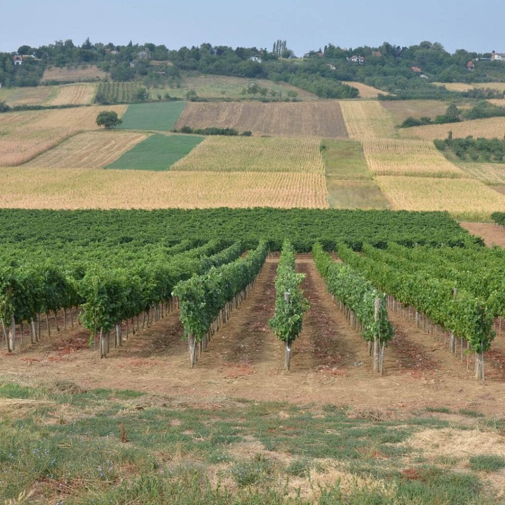 Vinarija Hopovo