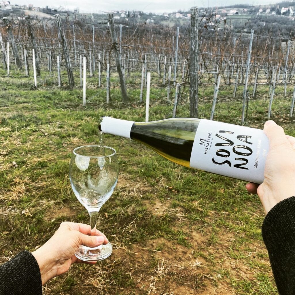Vinarija Matijašević vinogradi