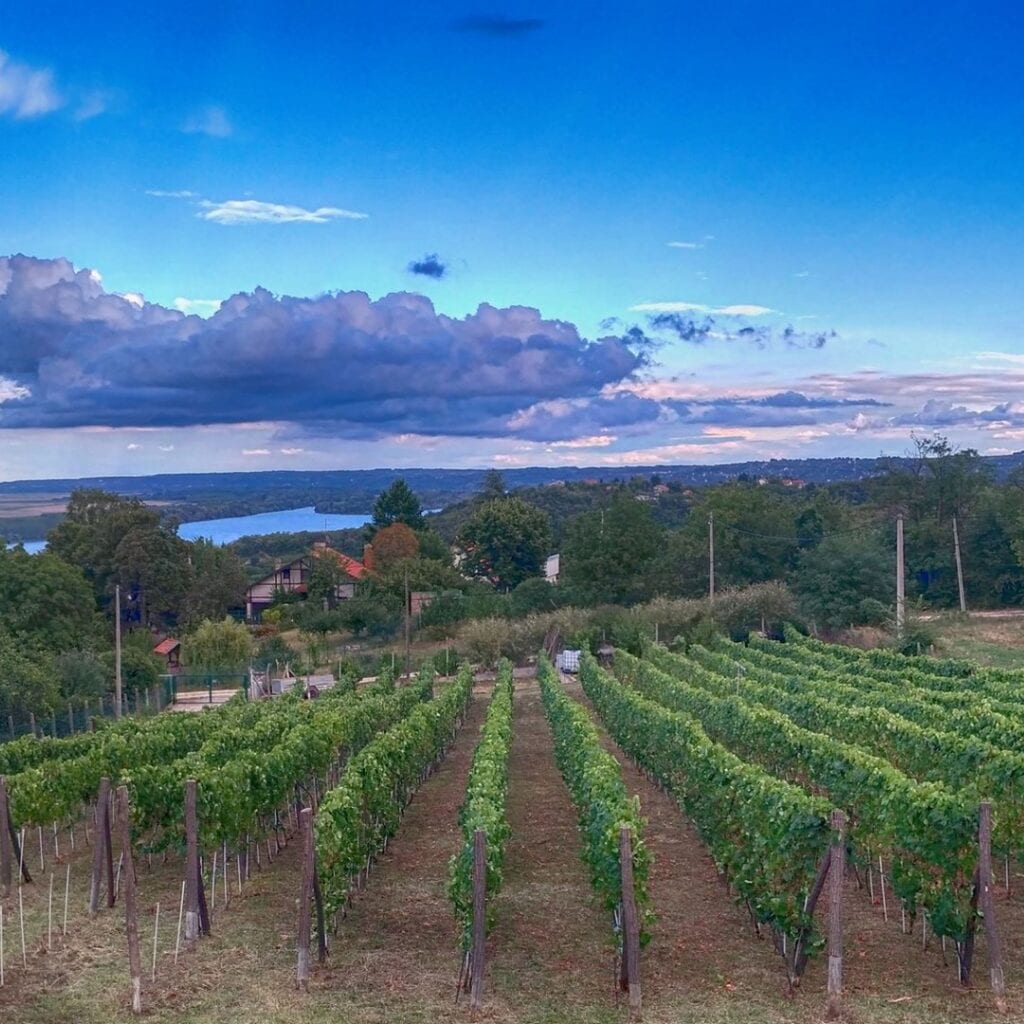 Vinarija Plavinci