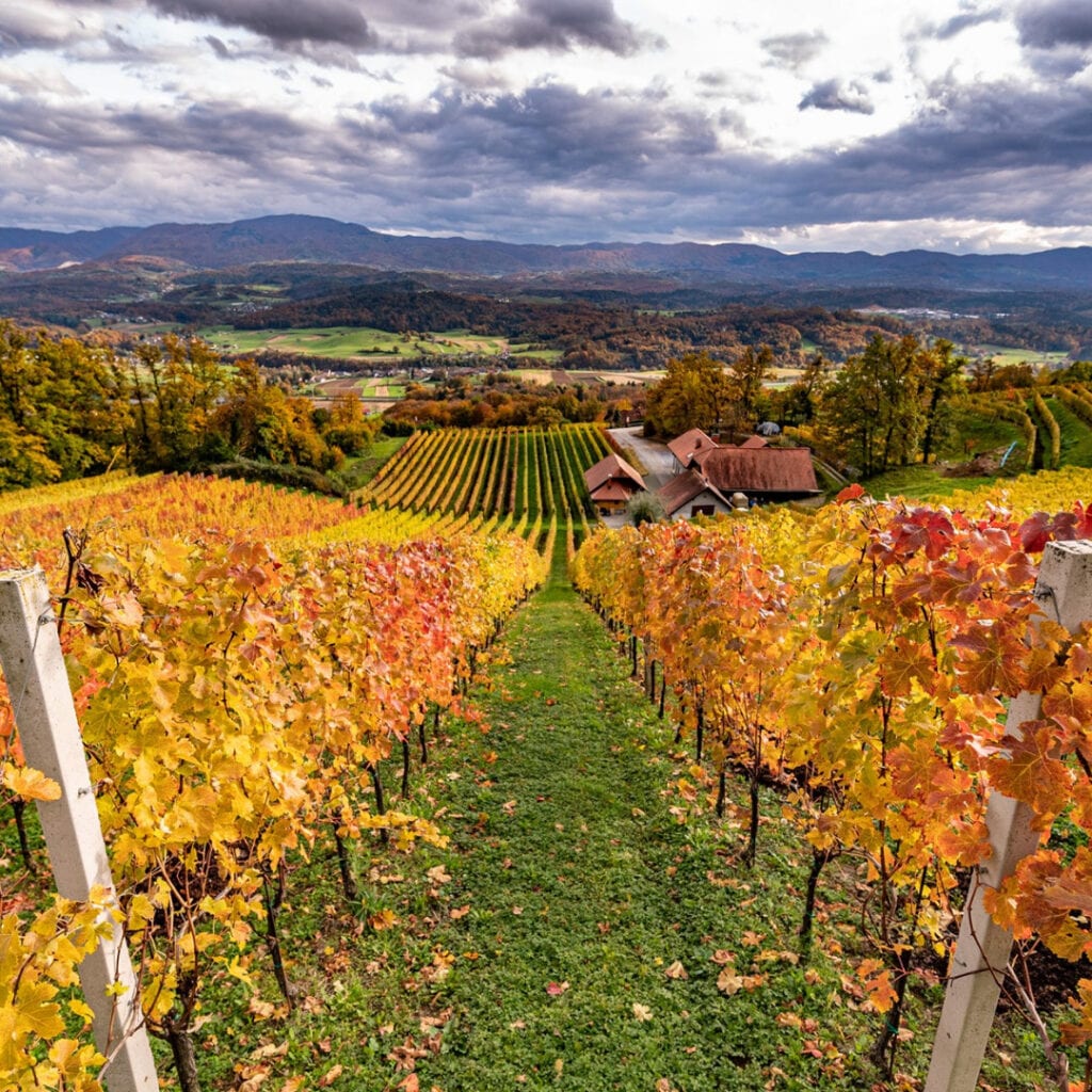 Vinarija Vinska klet Colnar