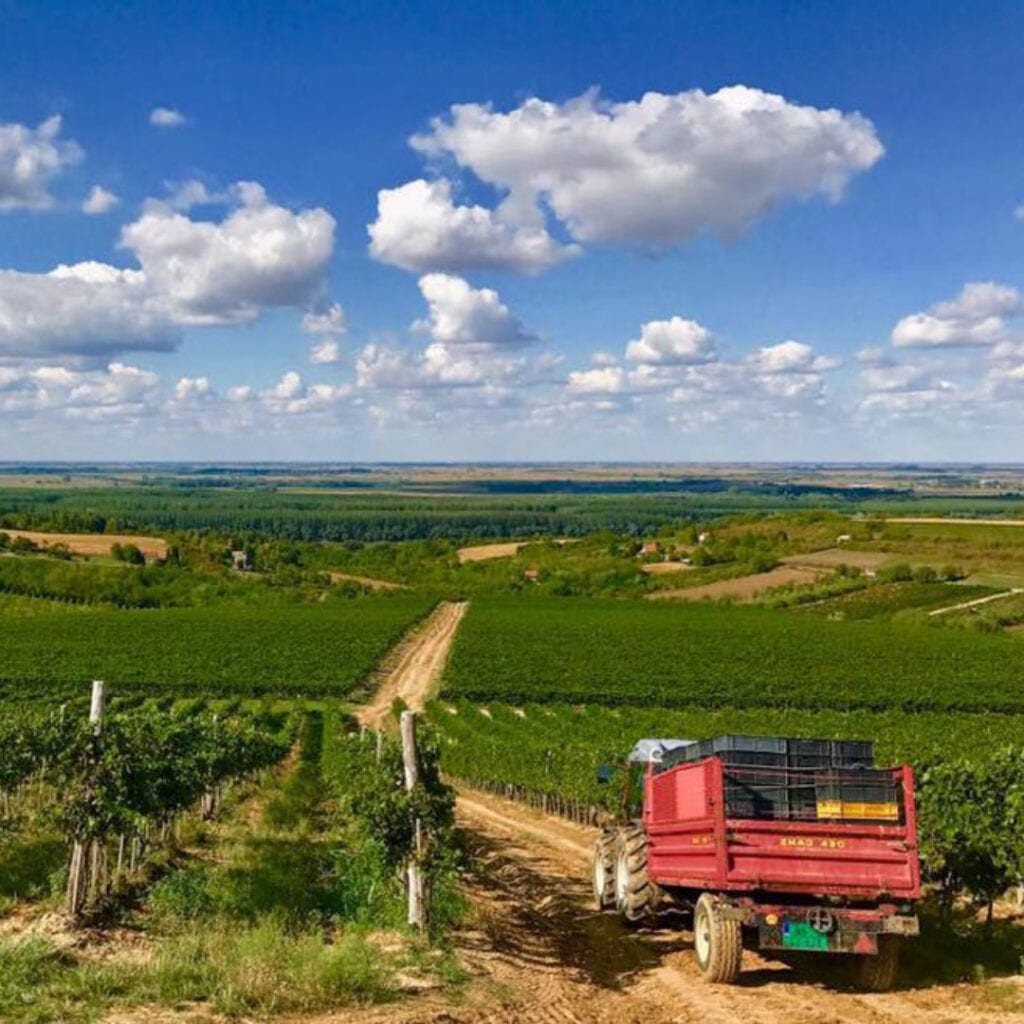 Vinarija Fruškogorski vinogradi