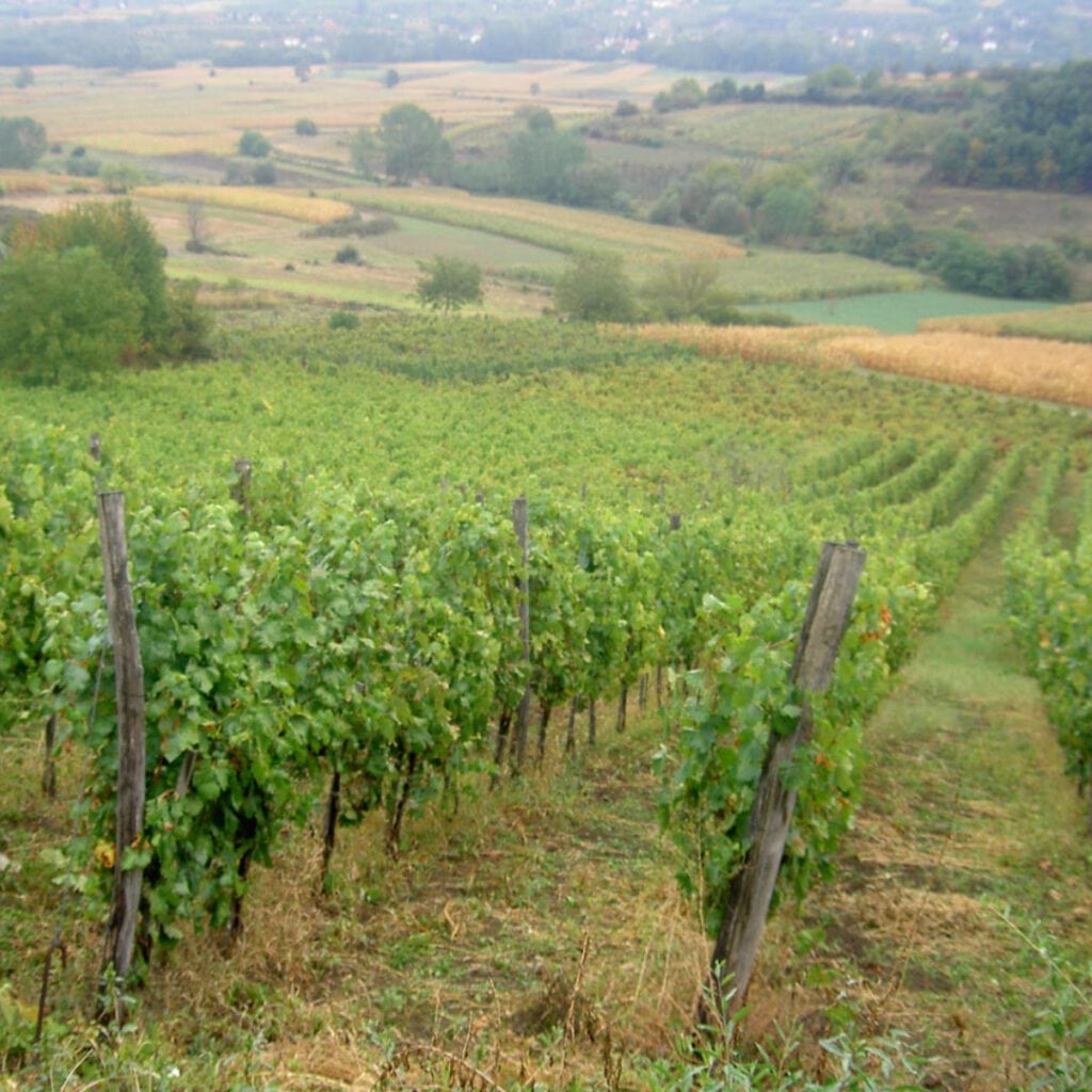 Vinarija Bela Kula