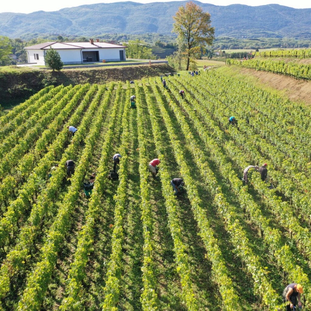 Vinarija Batič Winery