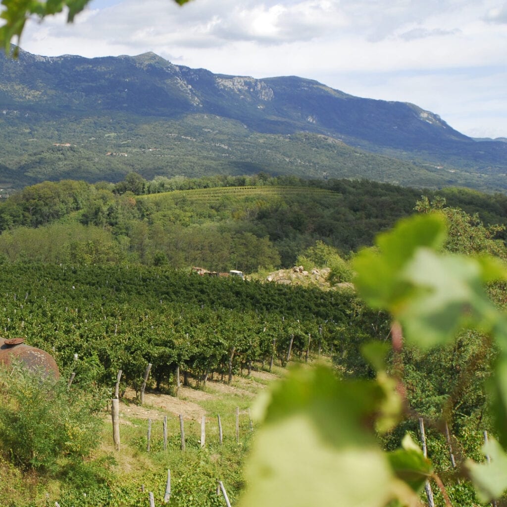 Vinarija Zaloščan vina De Adami