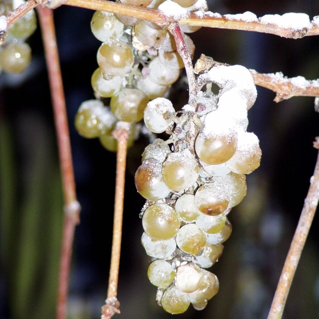 Ledeno vino, tako si fino (detaljan vodič)