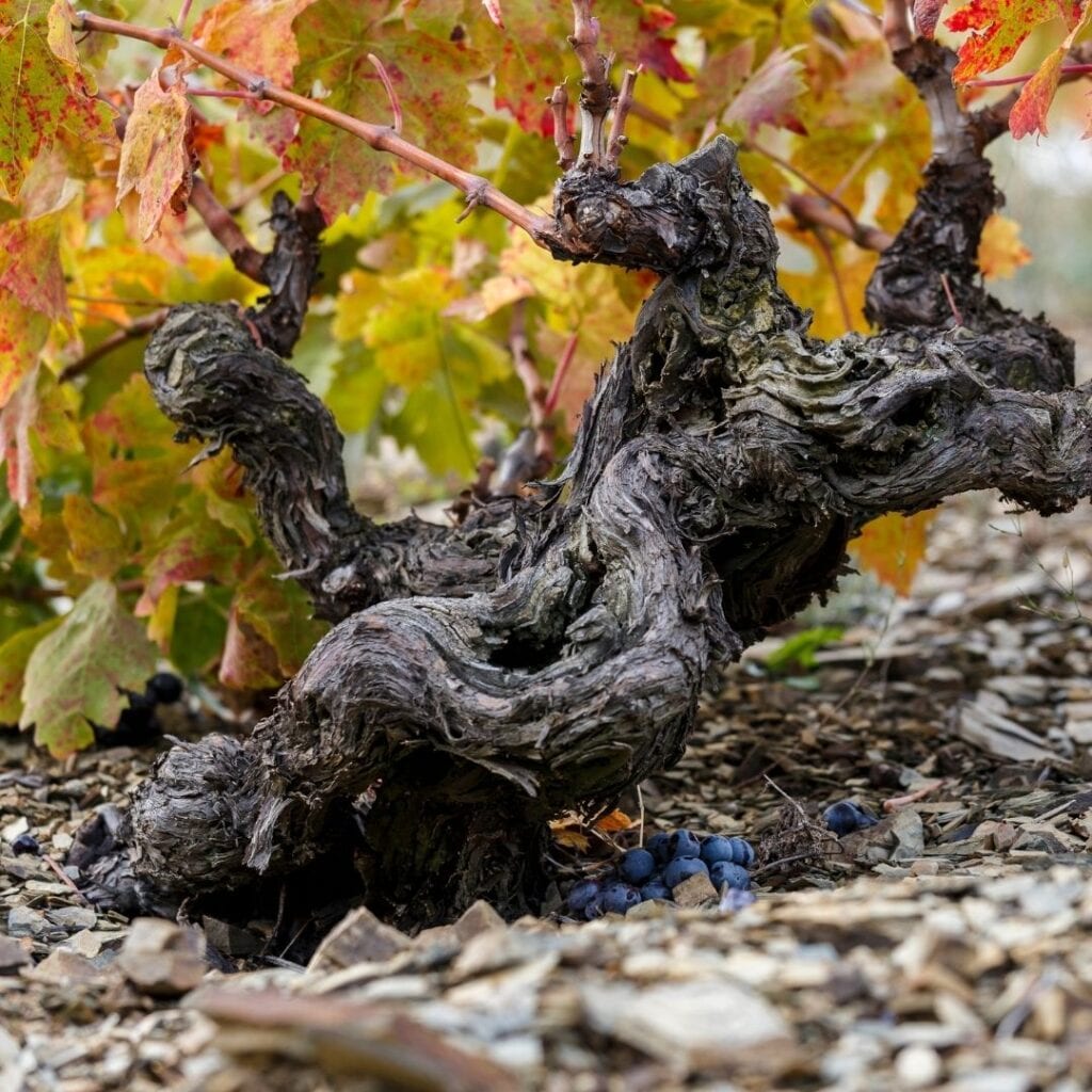 Grenache