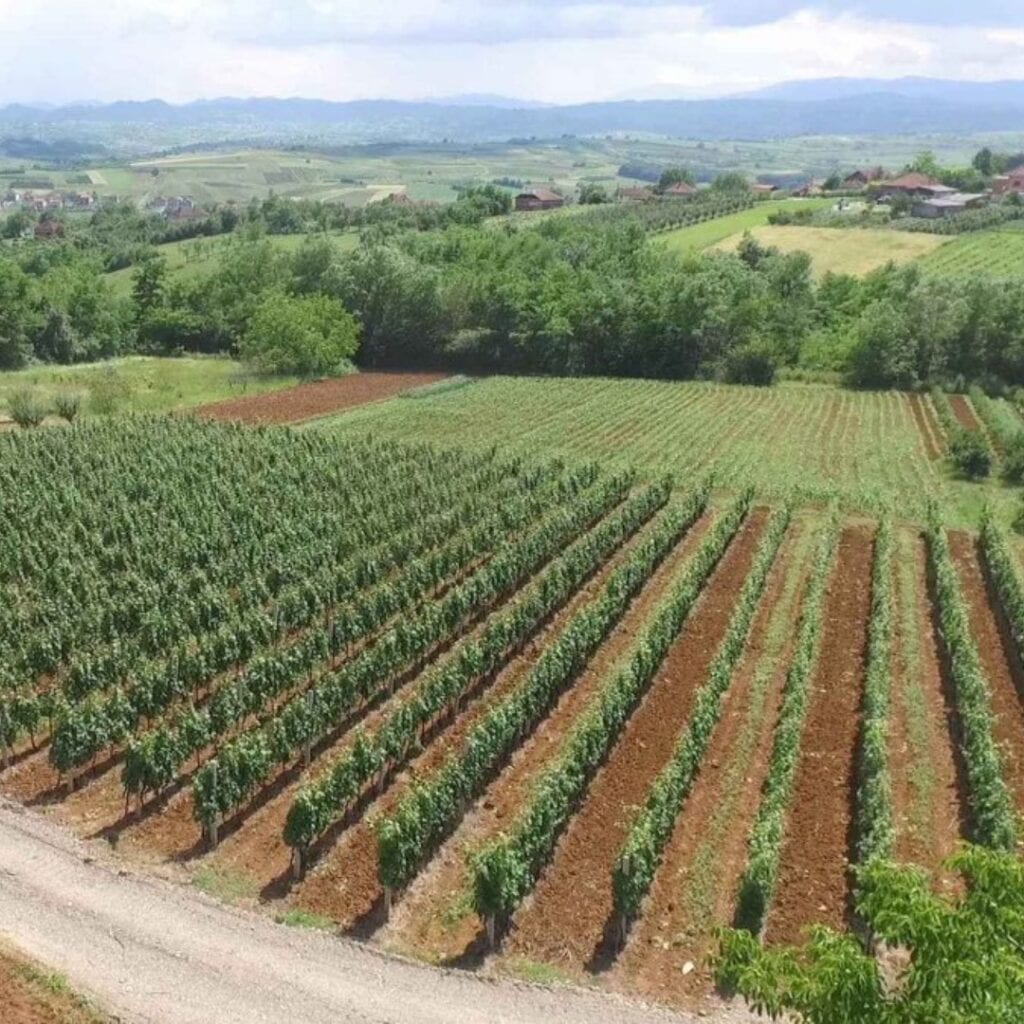 Vinarija Ćosić