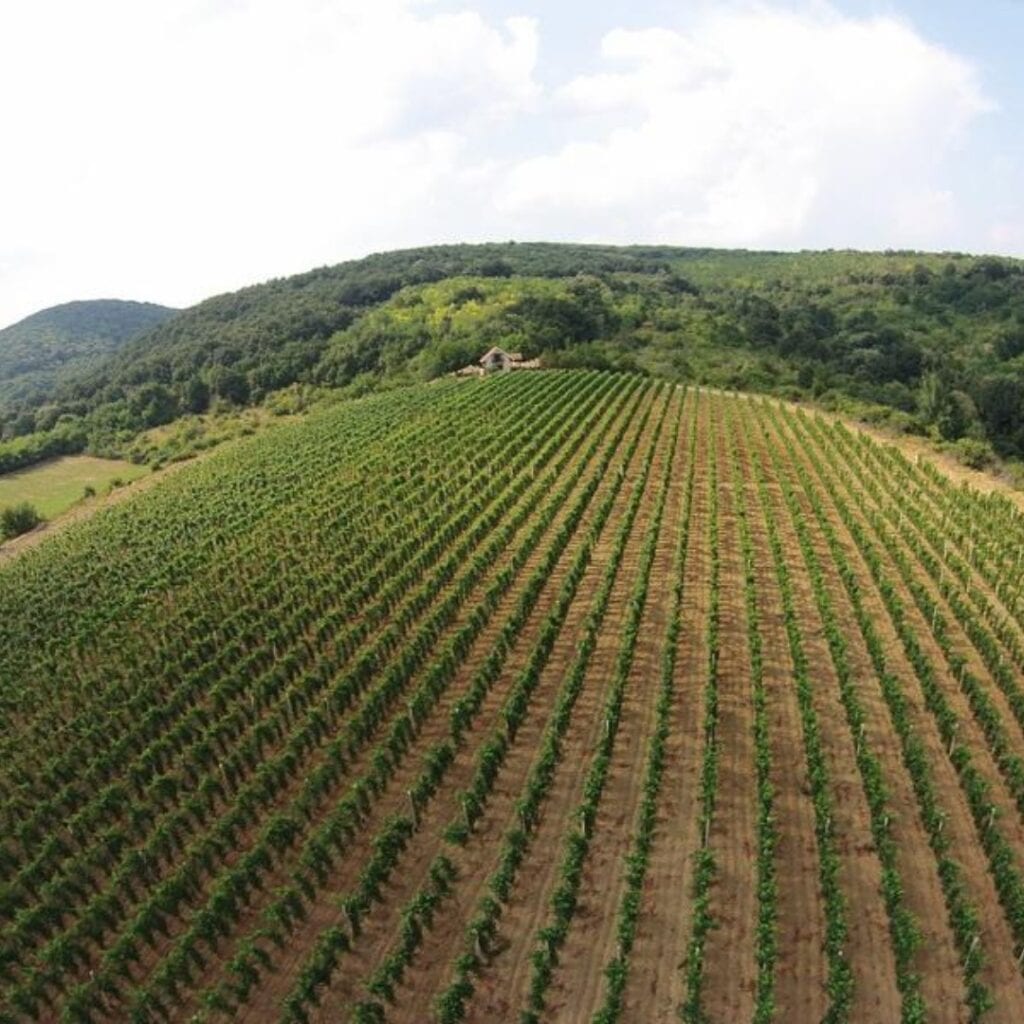 Vinarija Komazec