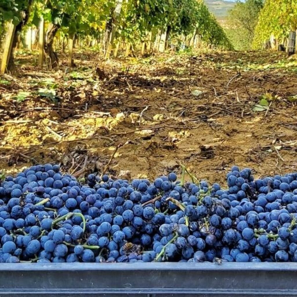 Vinarija Smiljković 90