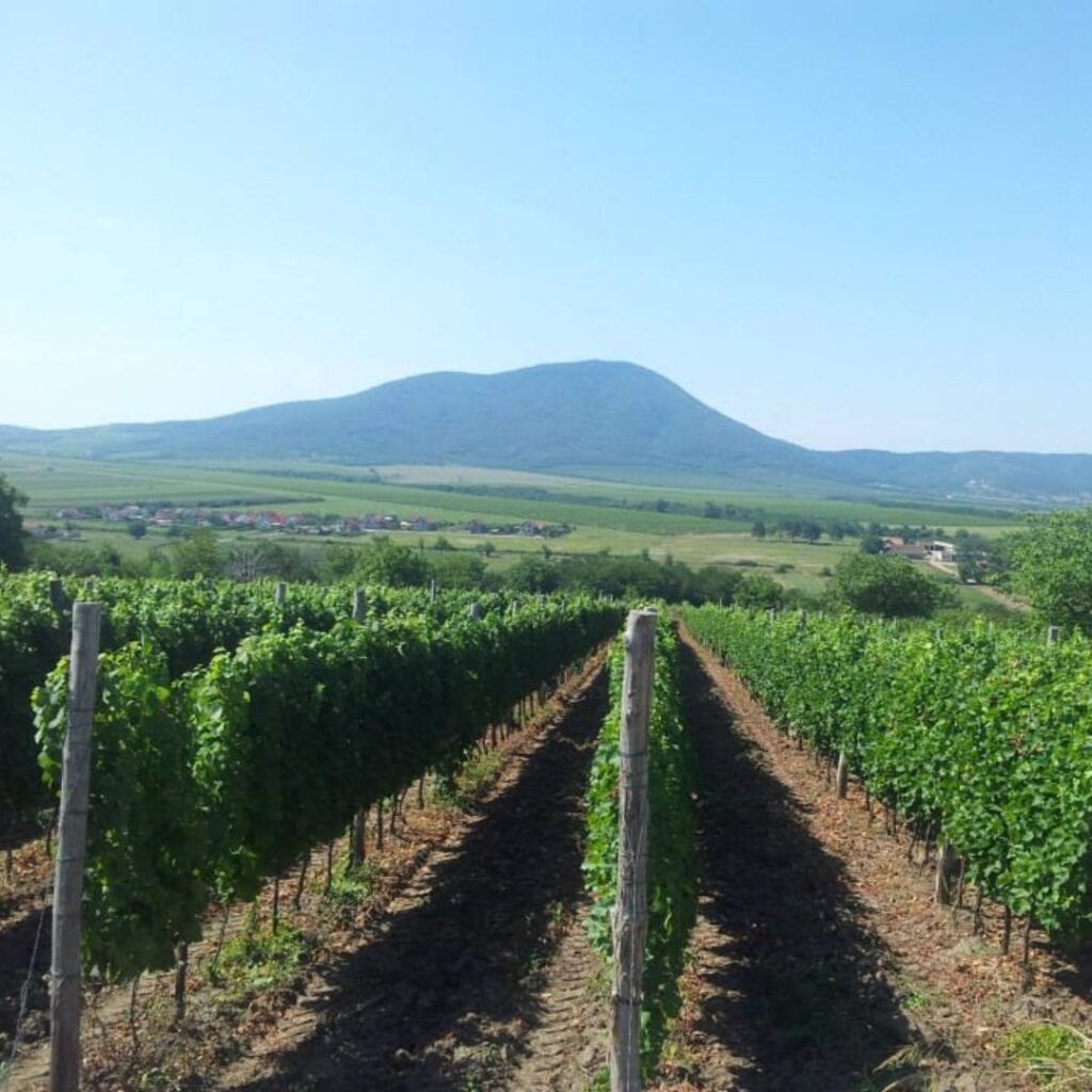 Vinarija Bahus