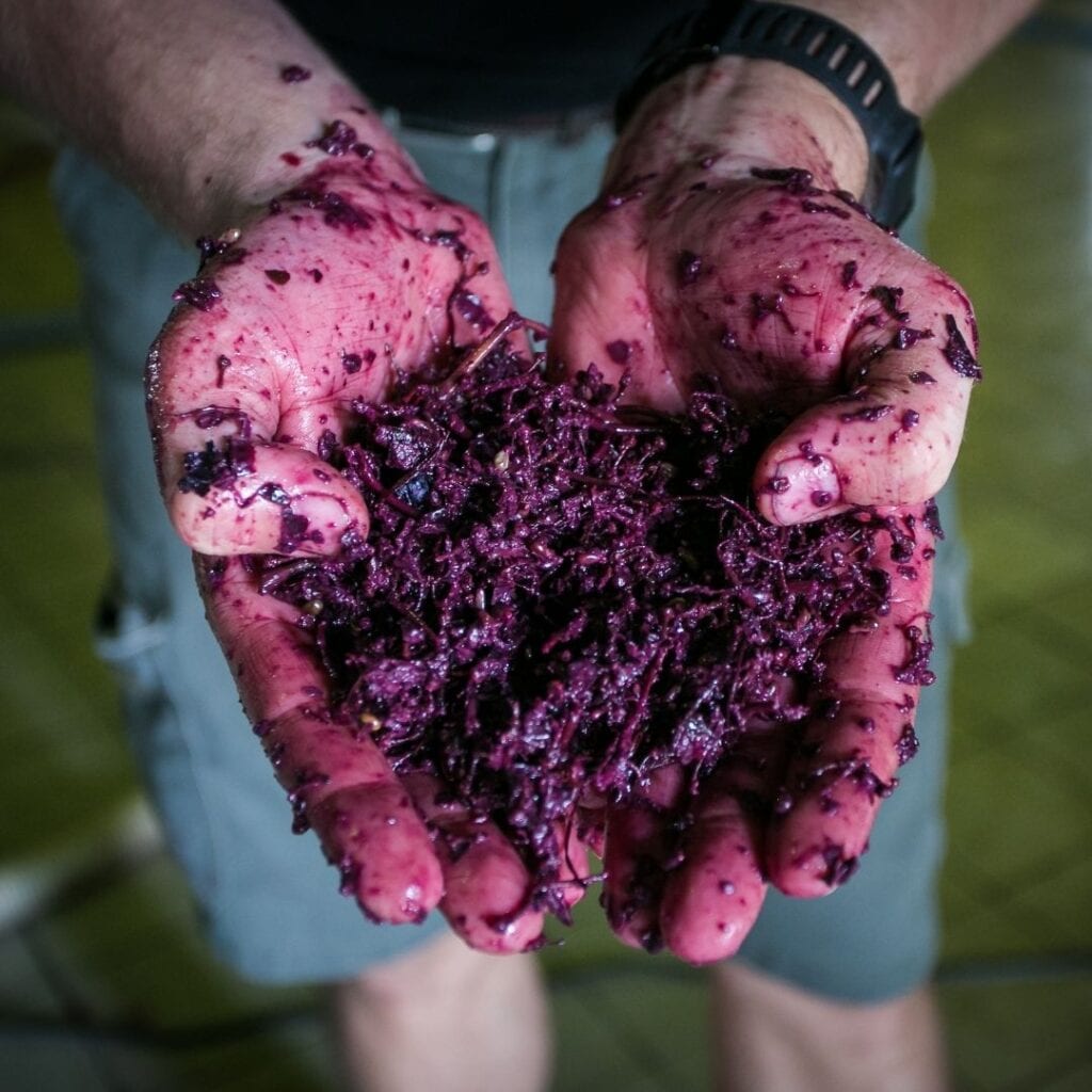Maceracija Vina