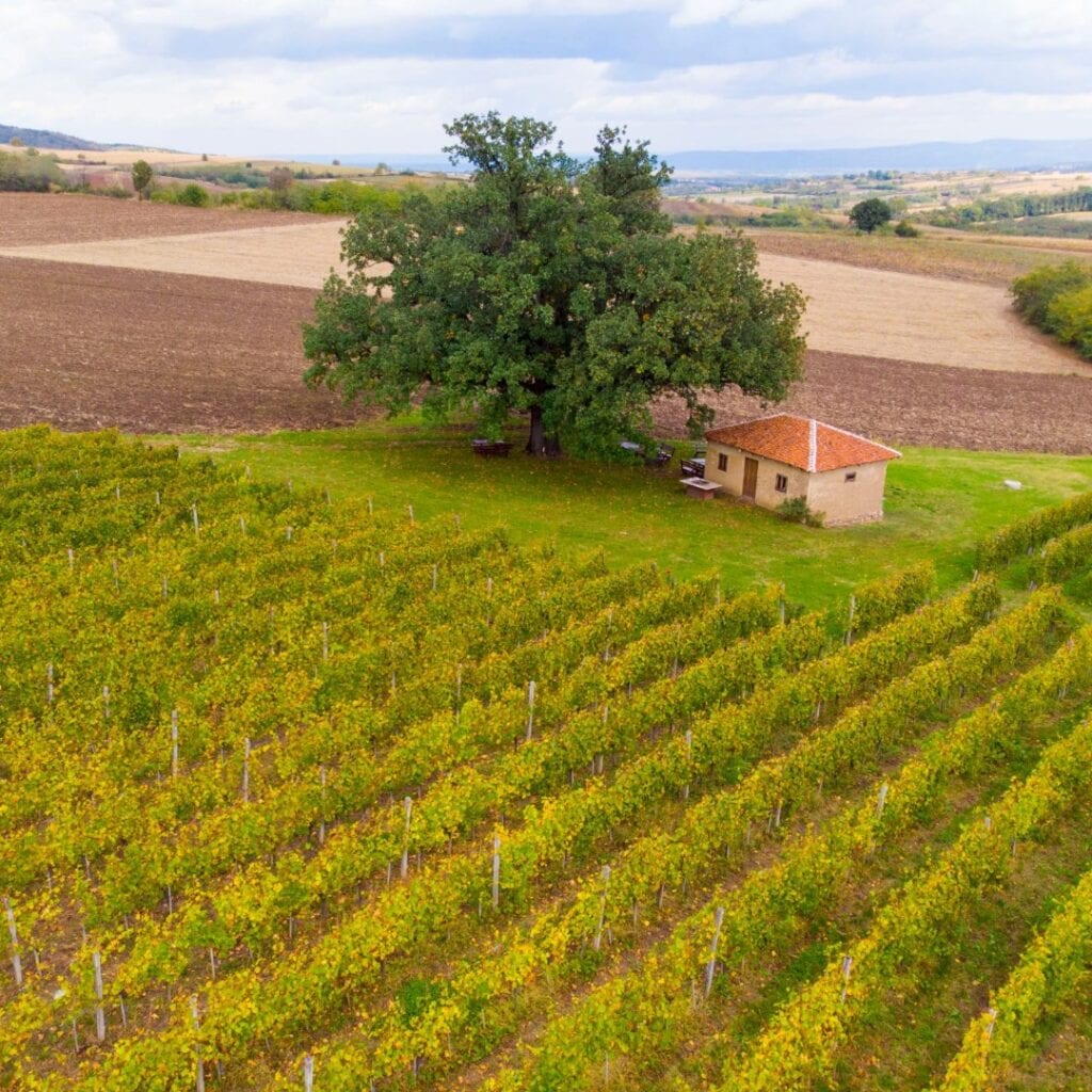 Vinarija Podrum Stari hrast
