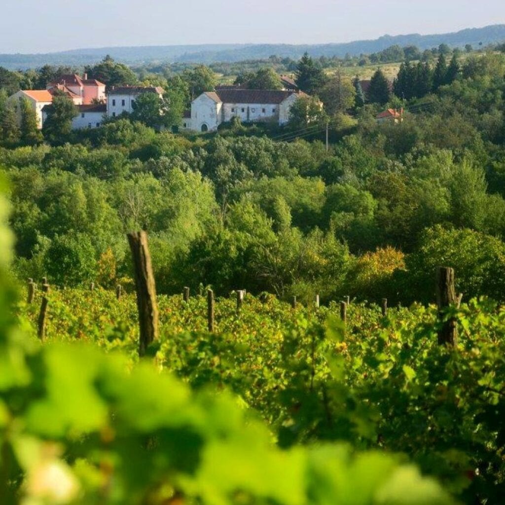 Vinarija Frunza Aglaja