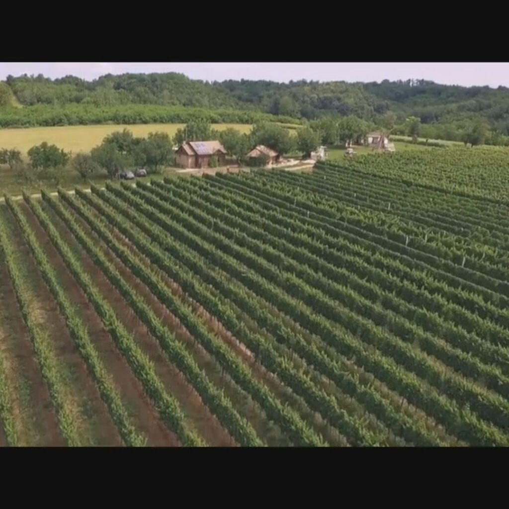 Vinarija Podrum Danguba