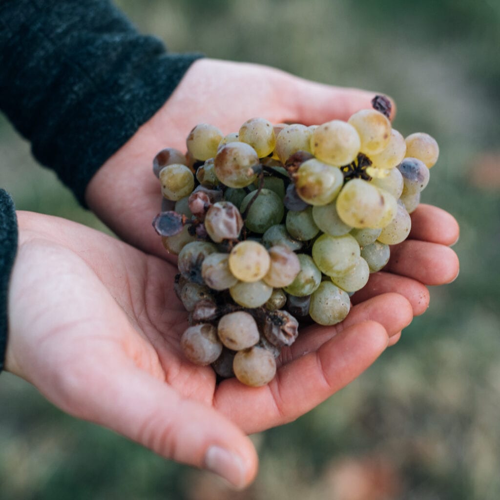 Organsko vs prirodno vino: Koja je razlika?