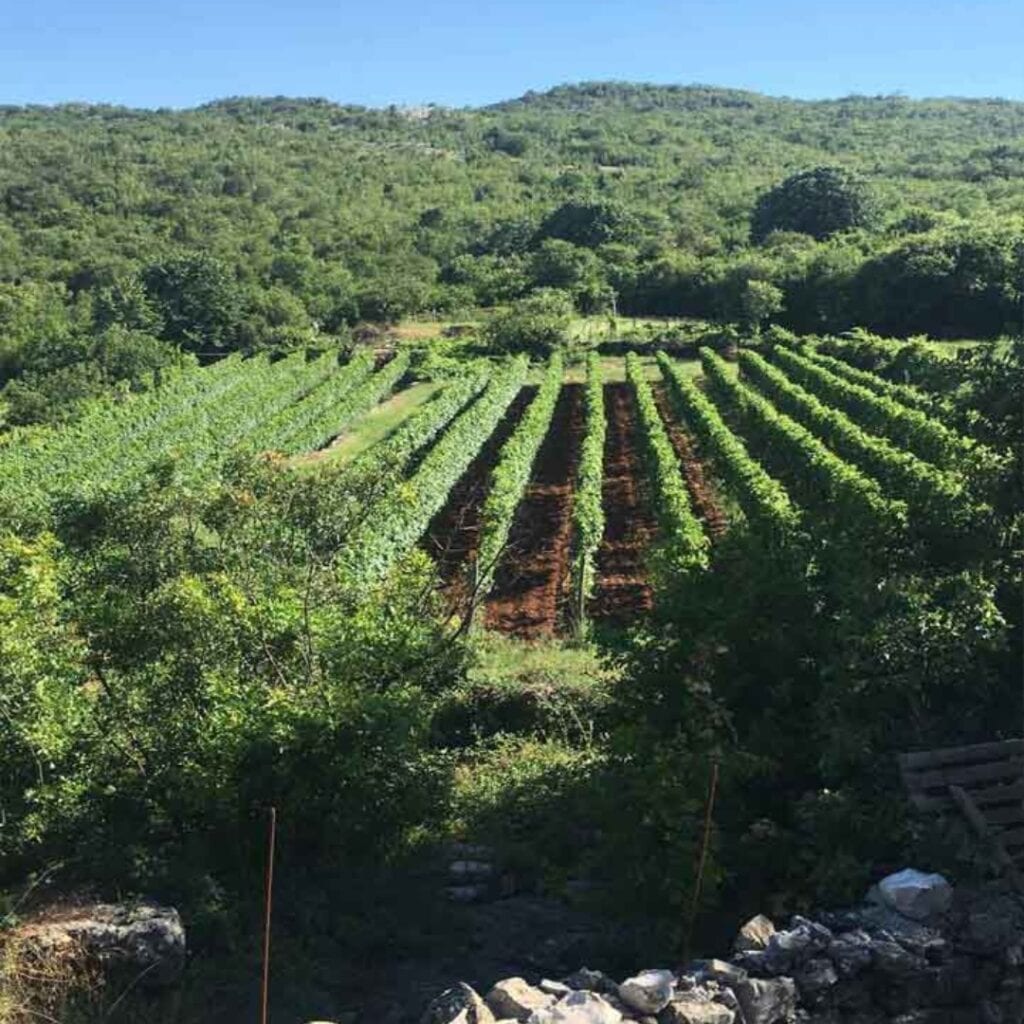 Vinarija Gorštak