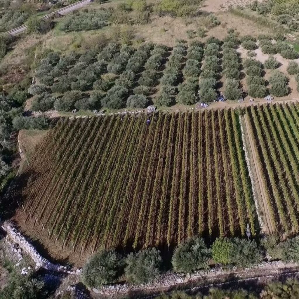 Vinarija Perišin