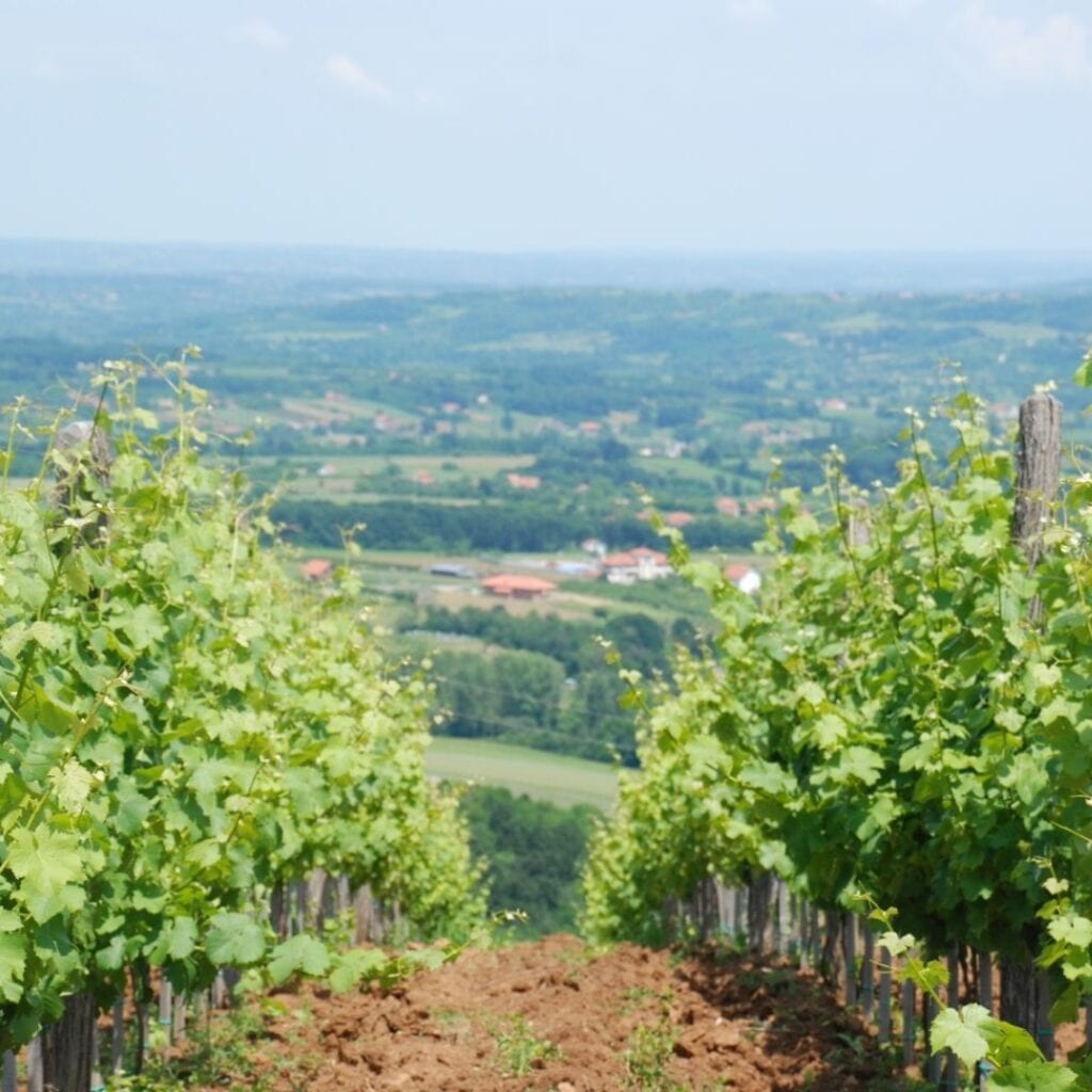 Vinarija Draganić