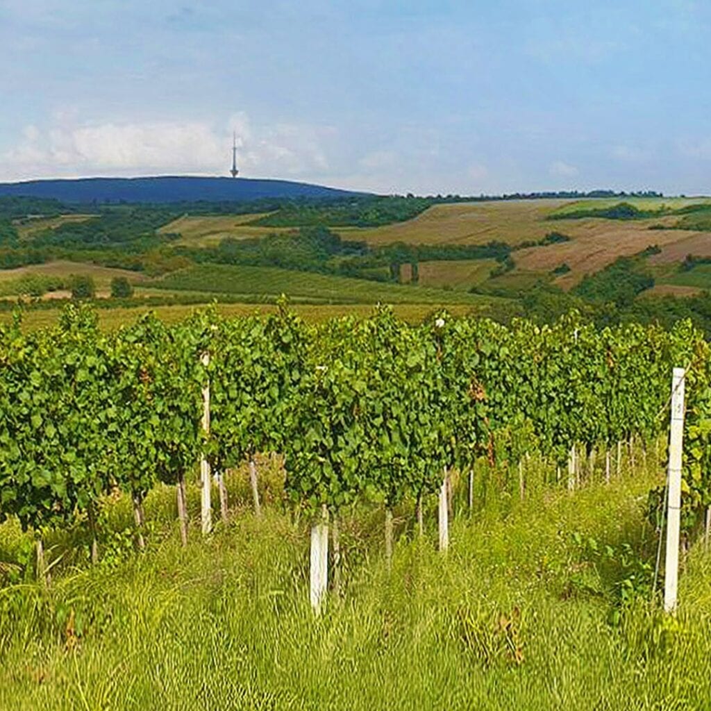 Vinarija Grumen