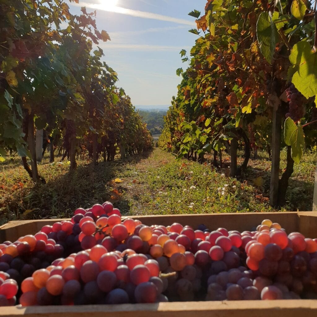 Vinarija Mali podrum Stevanović