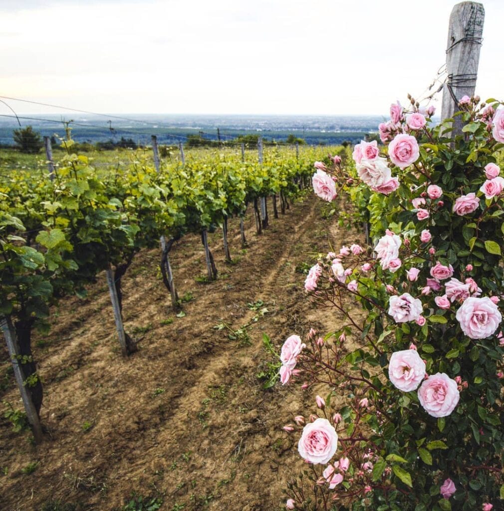 Vinarija Dumo