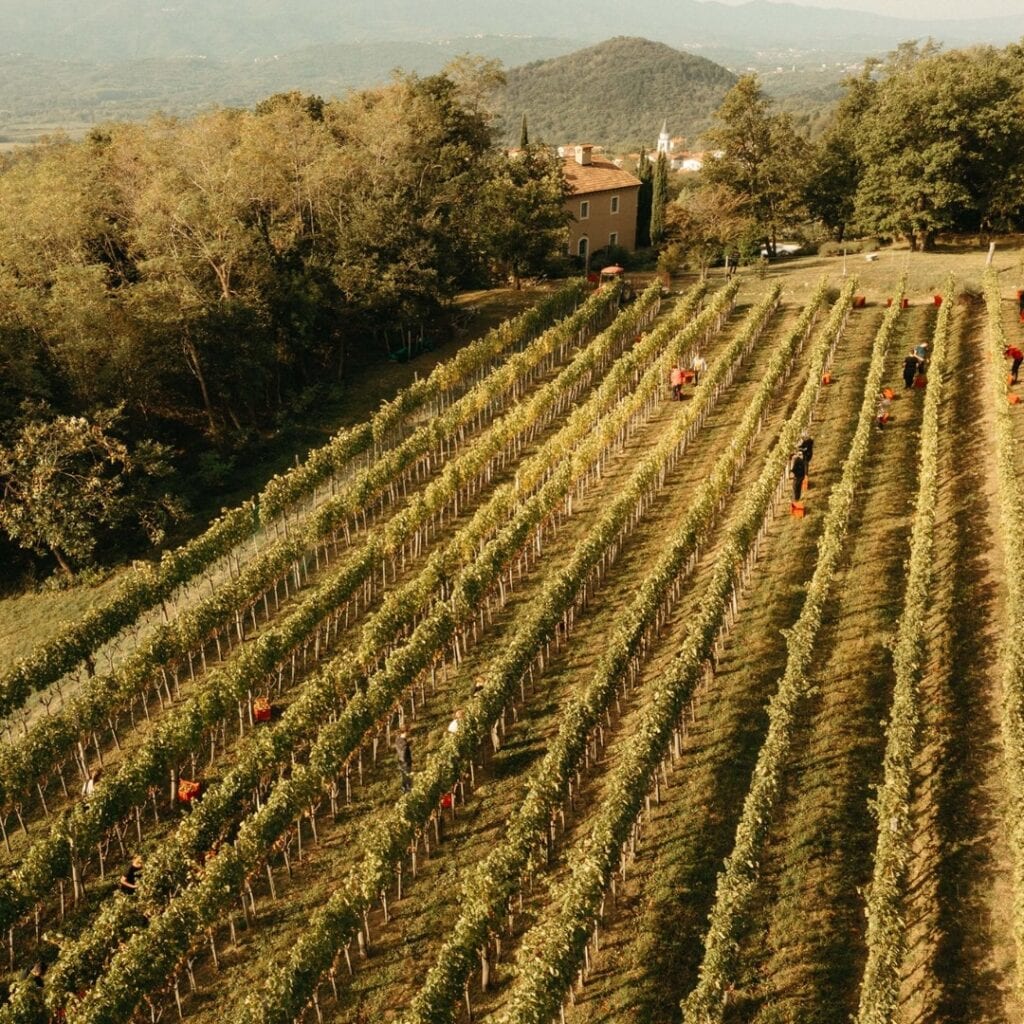Vinarija Svetlik