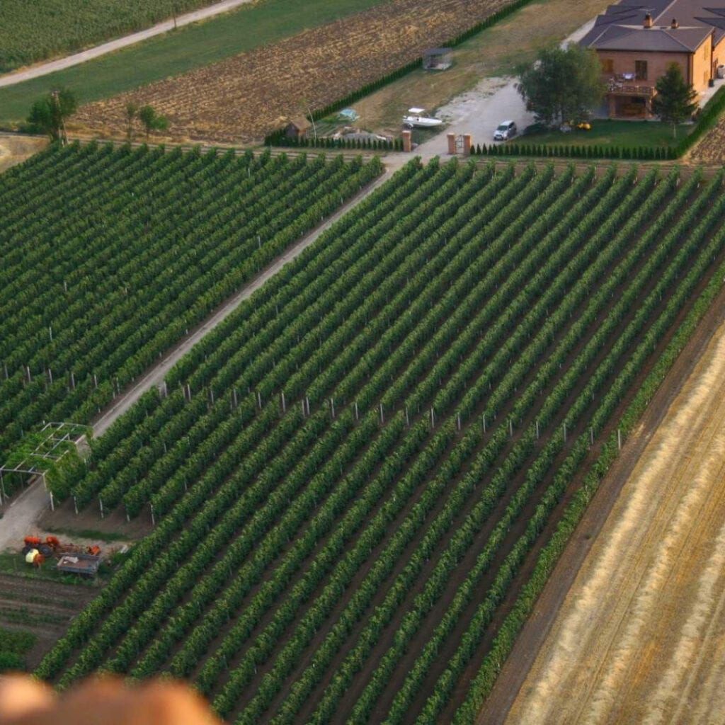 Vinarija Milanović