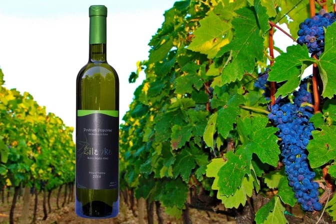 Žilavka - Vinarija Popovac 
