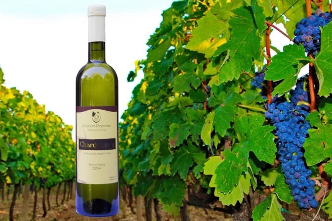 Chardonnay - Vinarija Popovac 