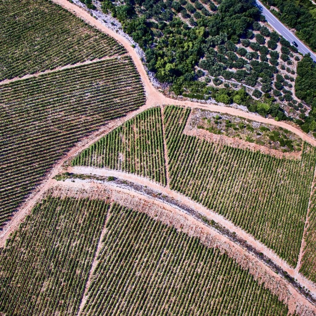 Zinfandel